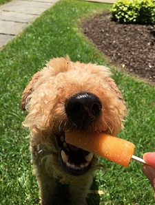 dog summer season